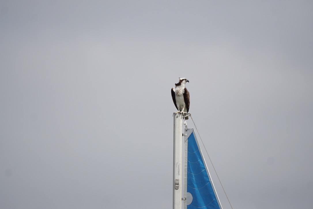 Mission Bay Eco Guide wetland and bird photo