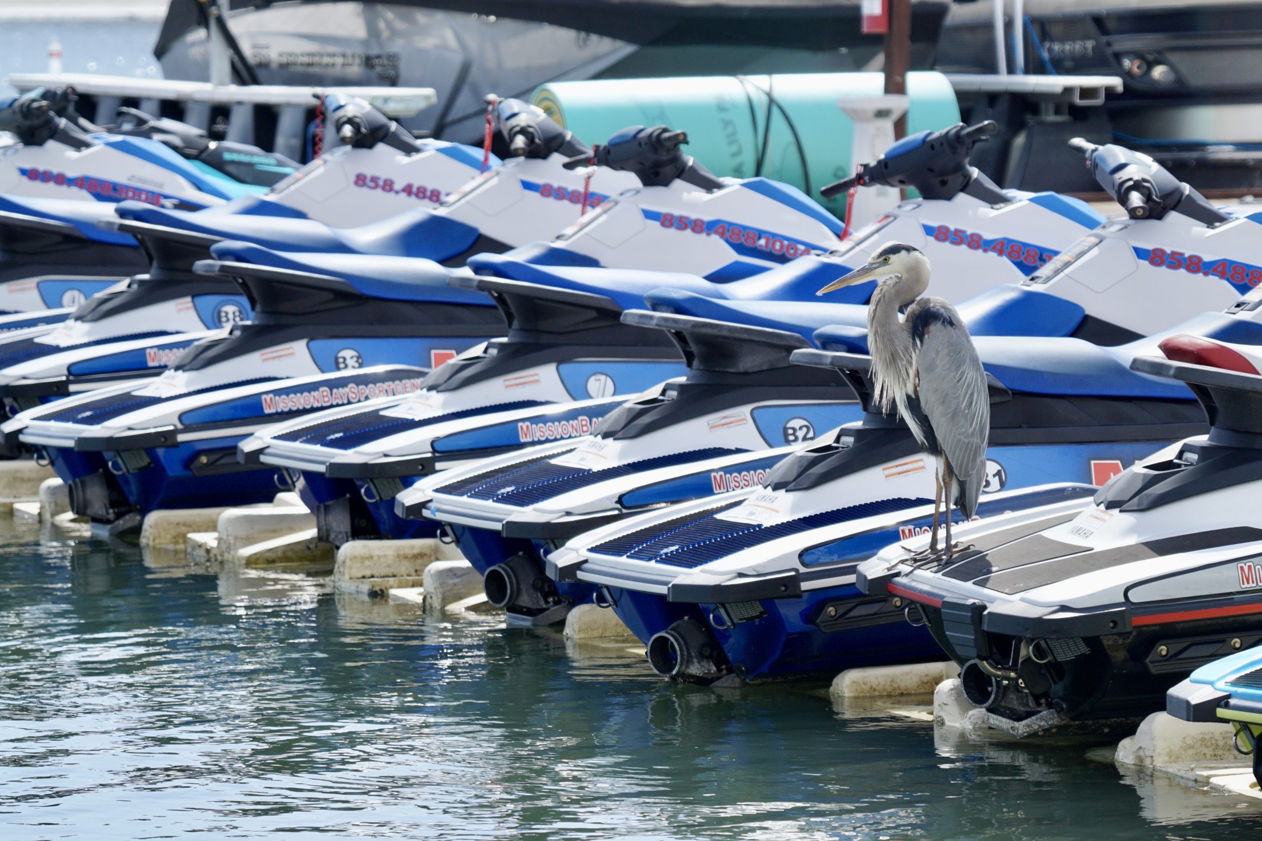 Large bird resting near the Mission Bay waterfront in San Diego