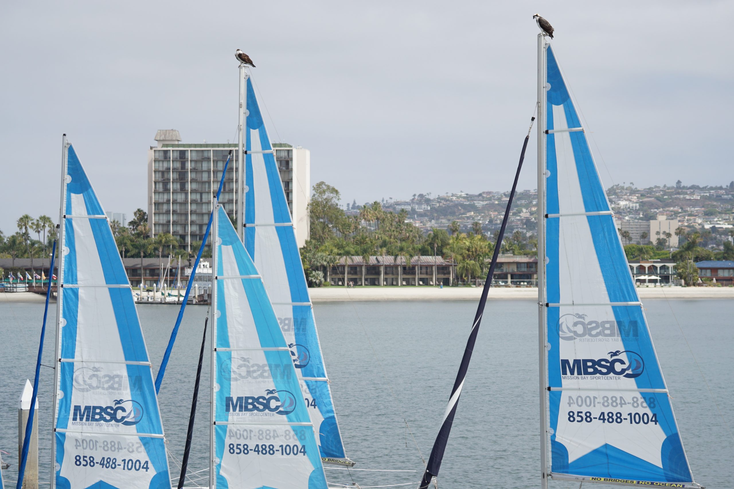 Birds perched on a sailboat mast near Mission Bay shoreline