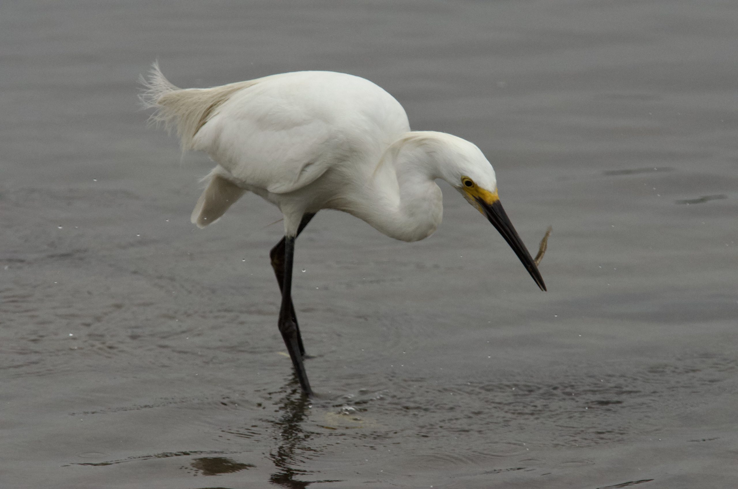 Bird catching a fish along Mission Bay shoreline habitat in San Diego