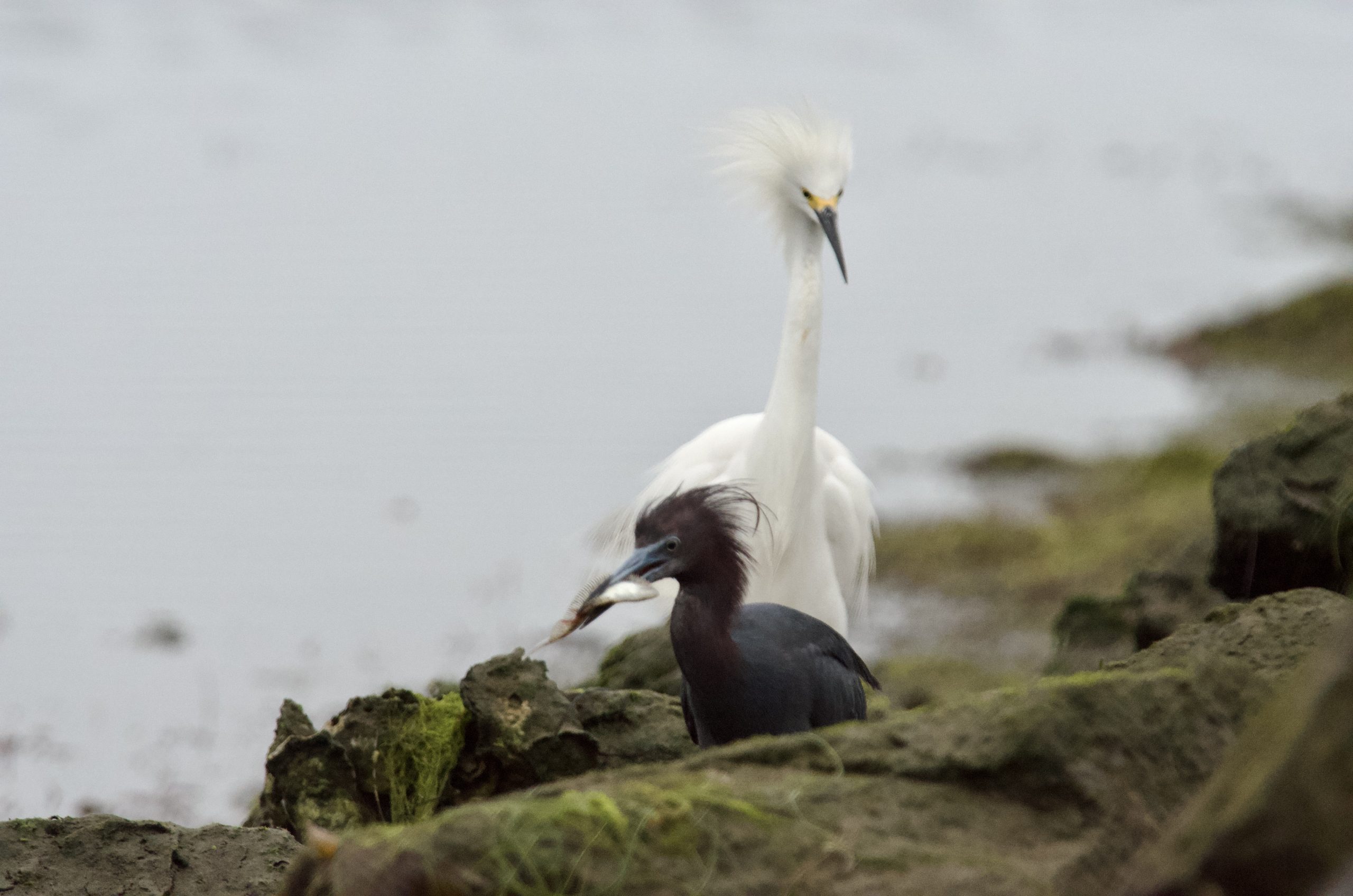 Two birds with a fish along Mission Bay waterfront habitat
