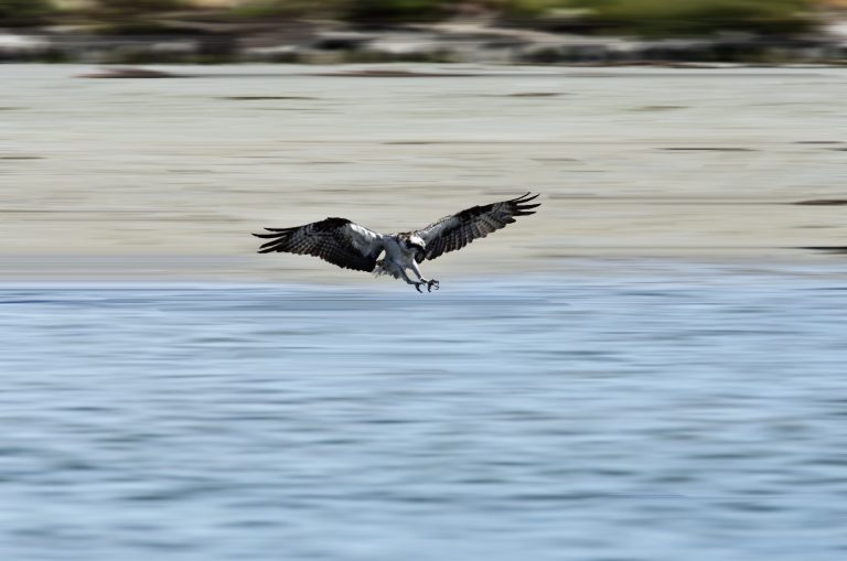 Bird catching a fish along the Mission Bay shoreline