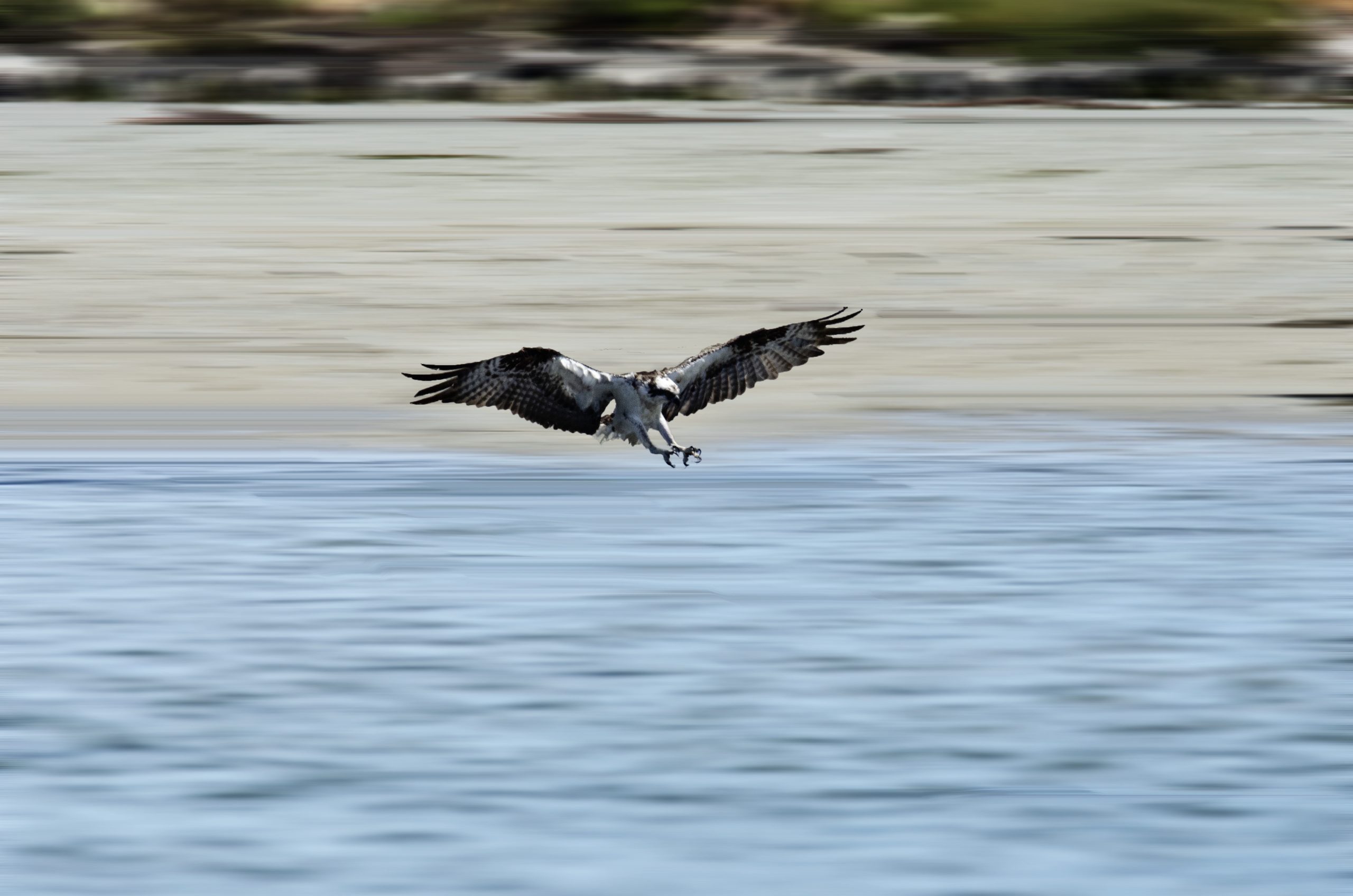 Bird catching a fish near Mission Bay water in San Diego