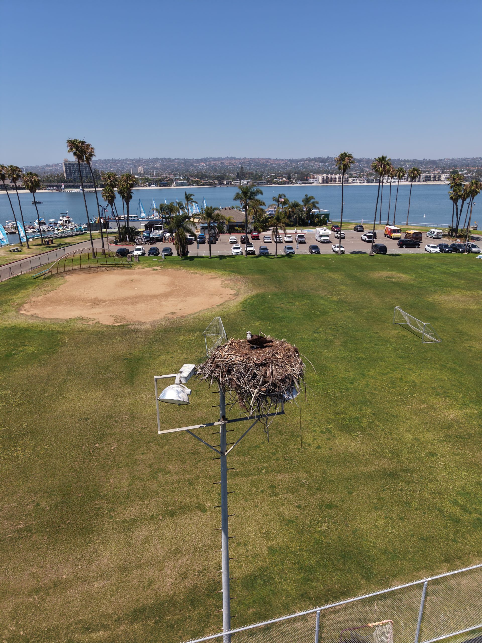 Osprey nesting near Mission Bay shoreline habitat in San Diego